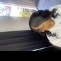 Closure Sew In