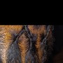 Loc Maintenance: Retwist