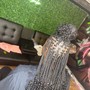 Regular Box braids