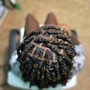 Kinky Twist (Medium)