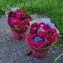 Cedar Flower Basket w/ Handwritten Note (Local Delivery)