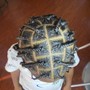 little men box braids