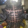 Unisex Natural Hair Braids (Cut Sides)