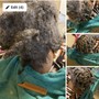 Bantu Knots