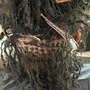 Dreadlocks attachment