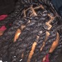 Lace Closure Sew In