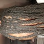 2-strand Natural Twists