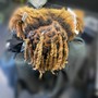 Re-twist