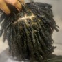 Root Touch Up