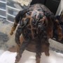 Mid back length retwist )