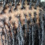 Sisterlocks Consultation