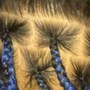 Boho Knotless medium human hair