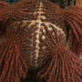 Kid's Braids