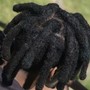 Starter Traditional Locs Coil