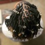 Starter Locs