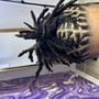 Starter locs with two strand Twists