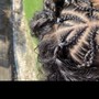 Kid's Braids