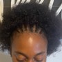 Root Touch Up