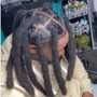 FLORIDA BOI WICKS / CONGO / BONGO LOCS Consultation