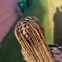 Smedium Knotless Braids